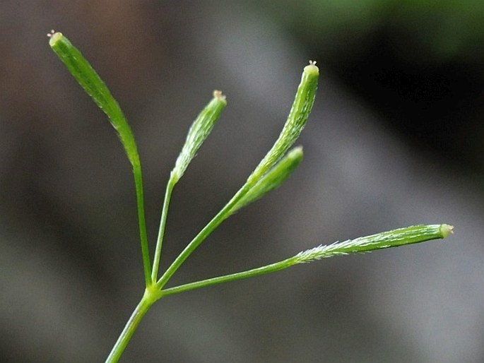 Osmorhiza chilensis