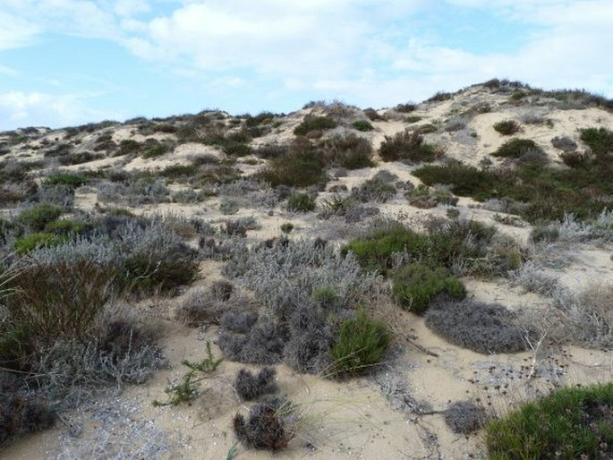 Achillea maritima