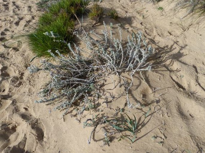 Achillea maritima