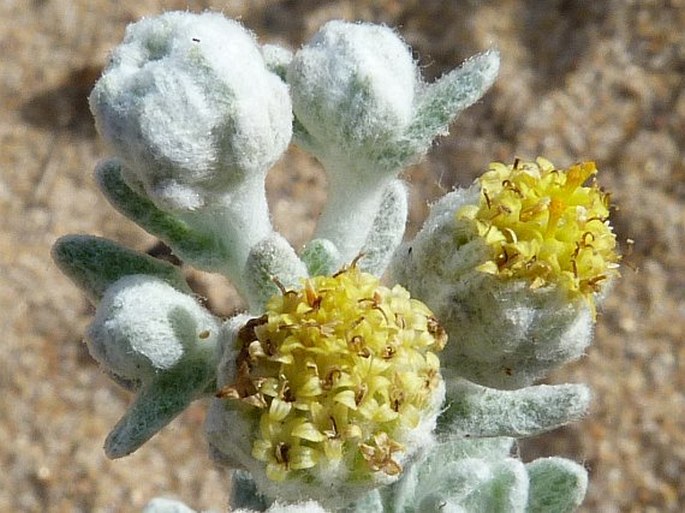 Achillea maritima