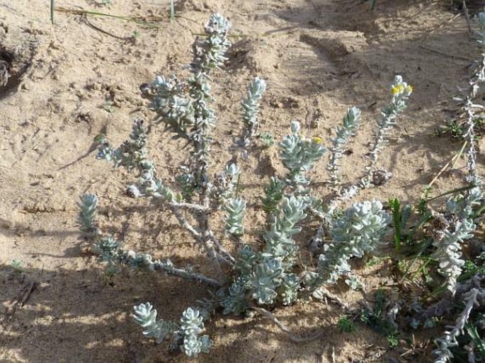 Achillea maritima