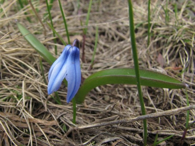 Othocallis siberica subsp. armena