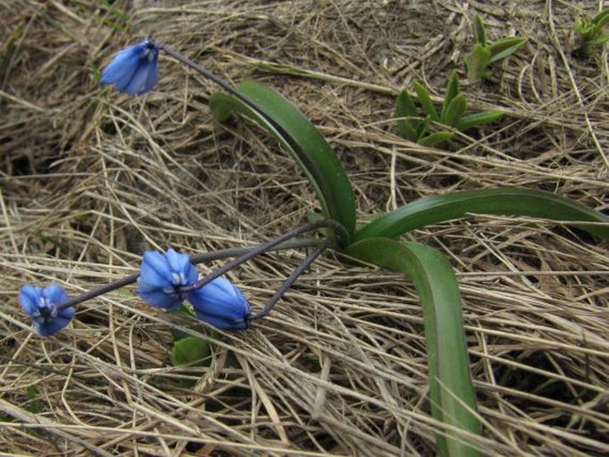 Othocallis siberica subsp. armena