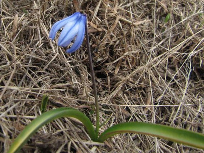 OTHOCALLIS SIBERICA subsp. ARMENA (Grossh.) Trávn. – ladoňka / scilovka