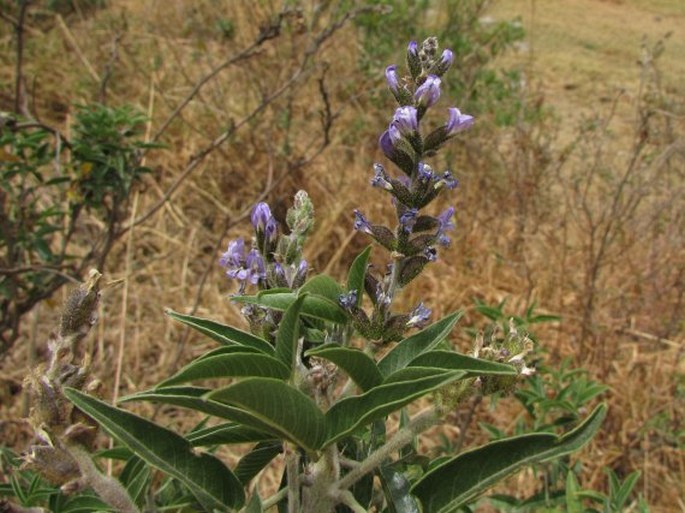 OTHOLOBIUM PUBESCENS (Poir.) J. W. Grimes