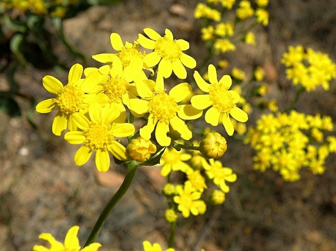 Othonna parviflora