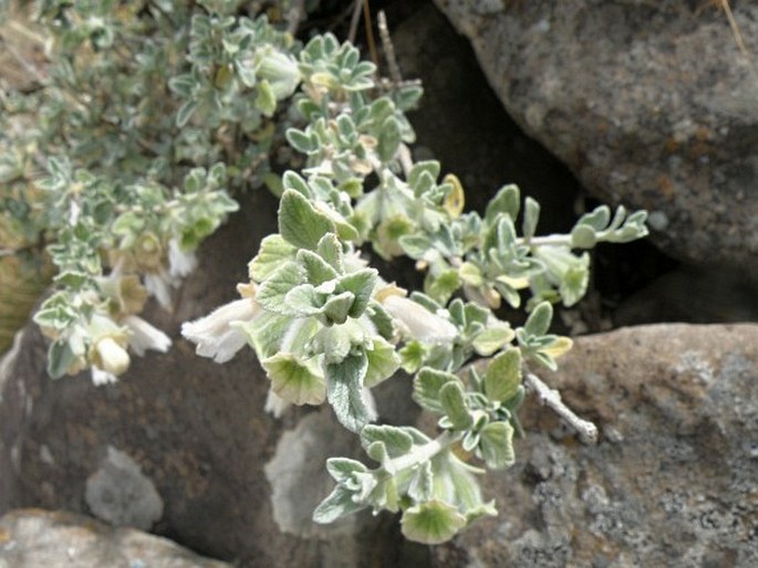 Otostegia tomentosa subsp. steudneri
