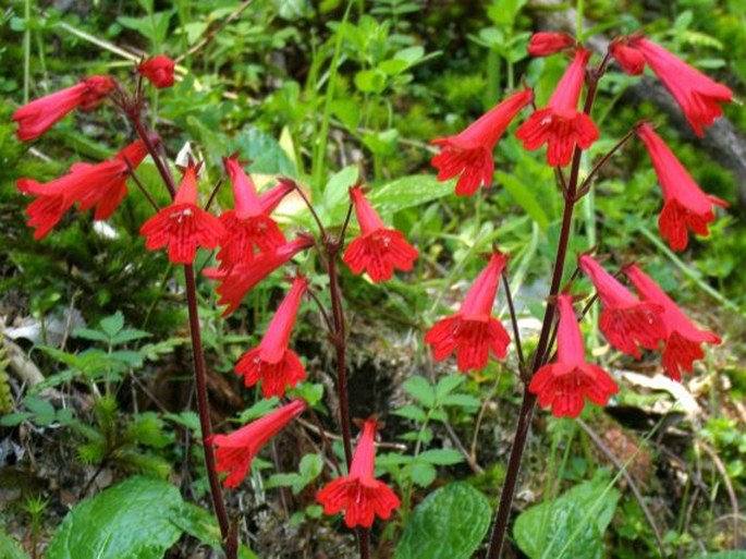 OURISIA COCCINEA (Cav.) Pers.