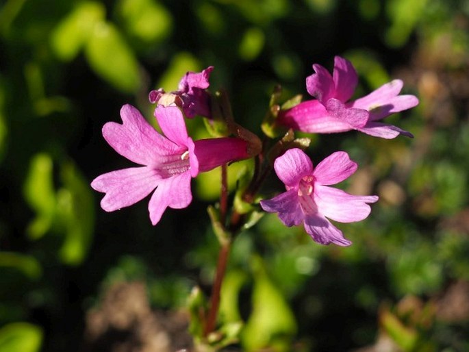 Ourisia alpina