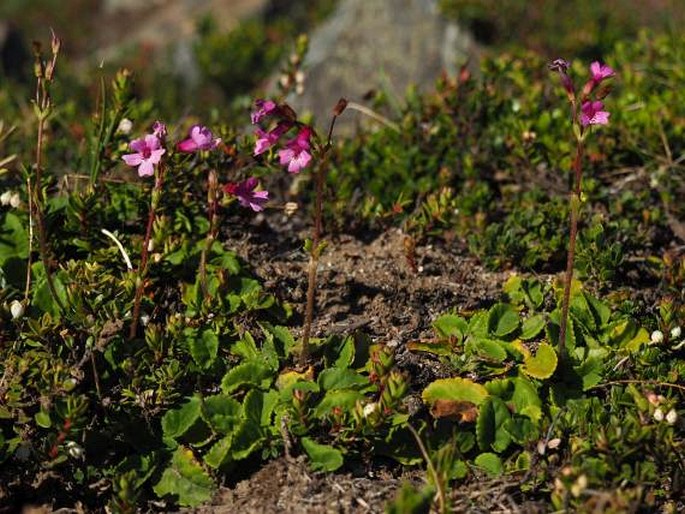 Ourisia alpina