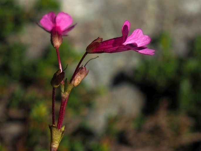 Ourisia alpina