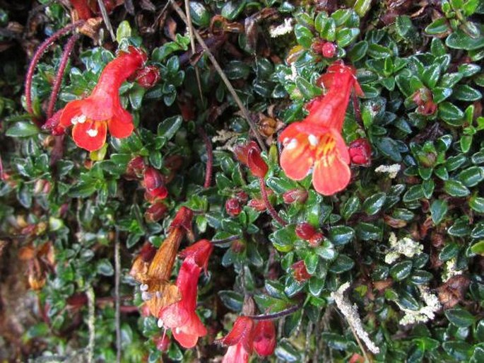 OURISIA CHAMAEDRIFOLIA Benth.