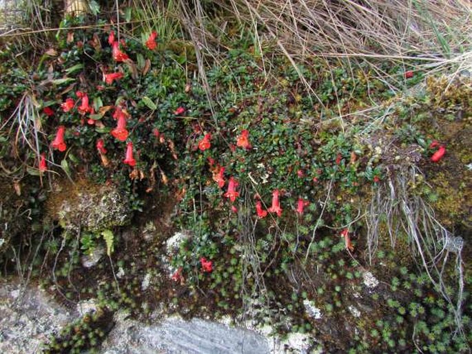 Ourisia chamaedrifolia