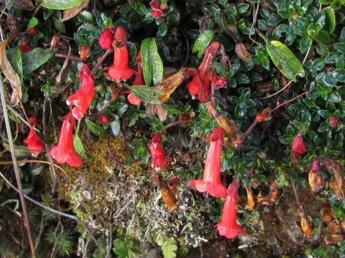 Ourisia chamaedrifolia