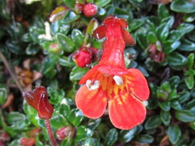 Ourisia chamaedrifolia