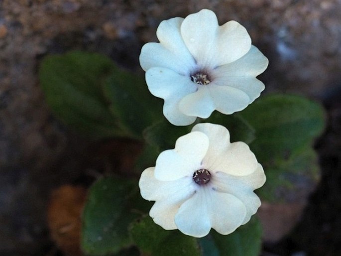 Ourisia fragrans