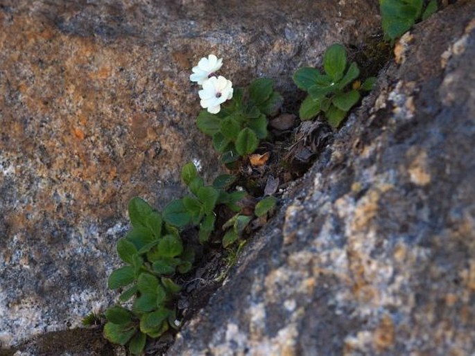 Ourisia fragrans