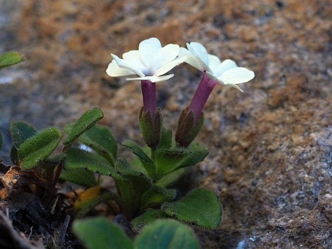 Ourisia fragrans