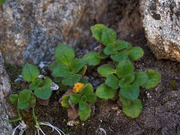 Ourisia fragrans