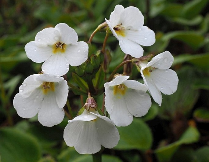 Ourisia macrocarpa