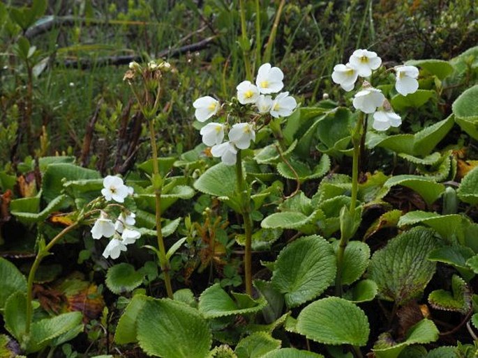 Ourisia macrocarpa