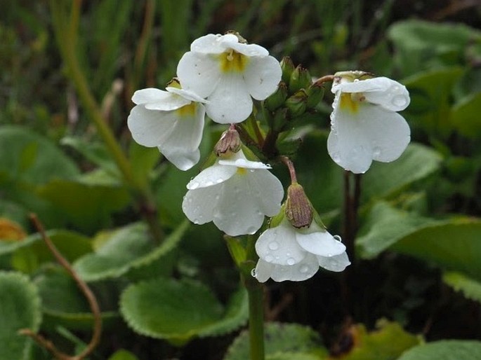 OURISIA MACROCARPA Hook. f.