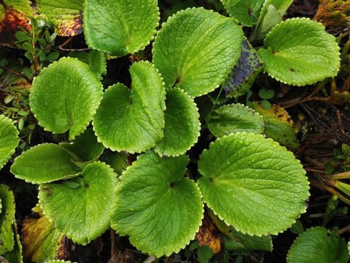 Ourisia macrocarpa