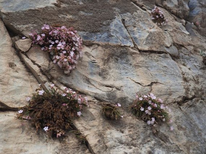 Ourisia microphylla