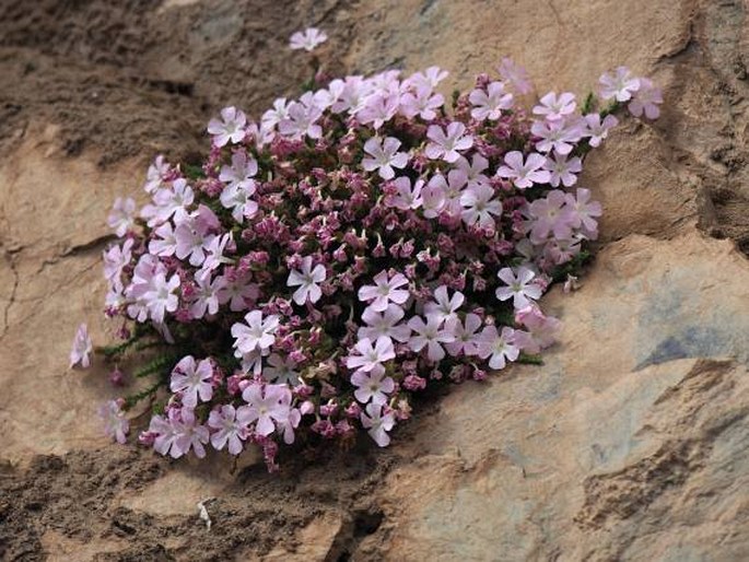 Ourisia microphylla