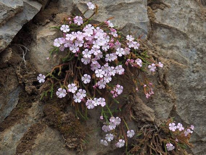 Ourisia microphylla