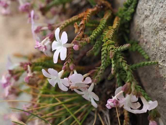 Ourisia microphylla