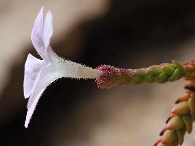 Ourisia microphylla