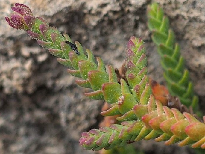 Ourisia microphylla