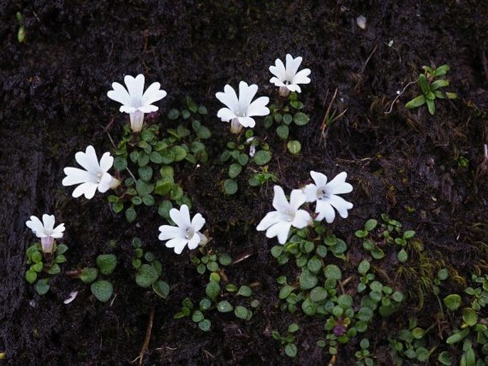 Ourisia pygmaea