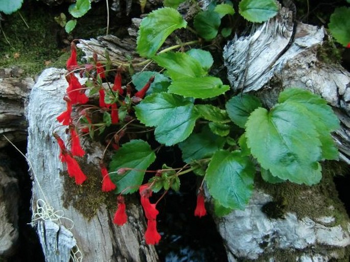 Ourisia ruellioides