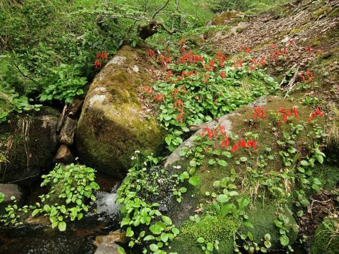 Ourisia ruellioides