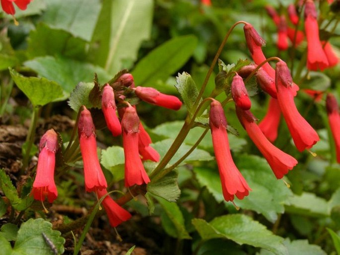 Ourisia ruellioides