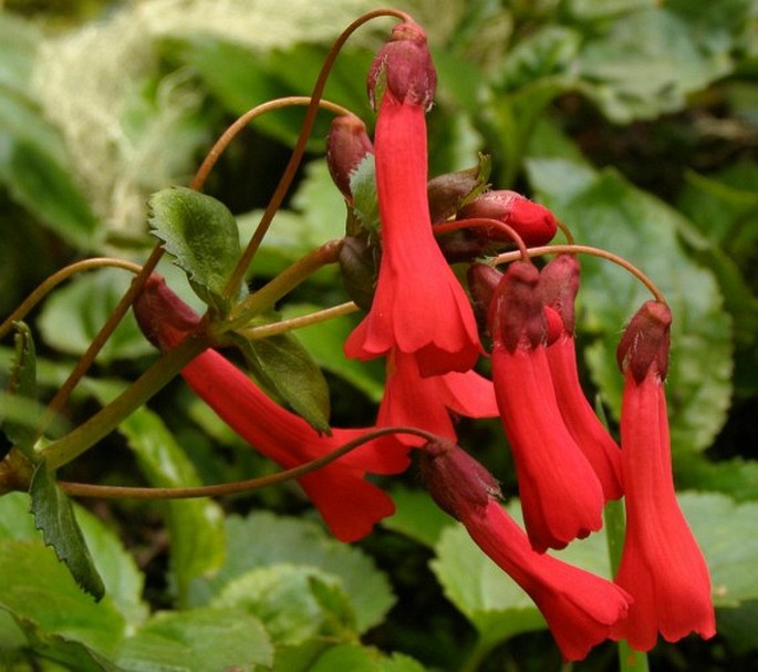 Ourisia ruellioides