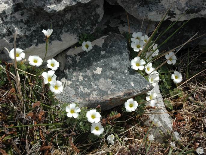 Oxalis enneaphylla