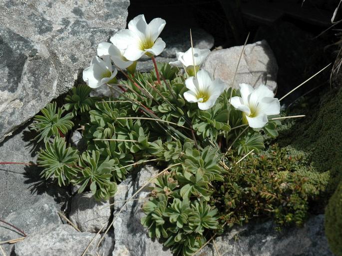 Oxalis enneaphylla