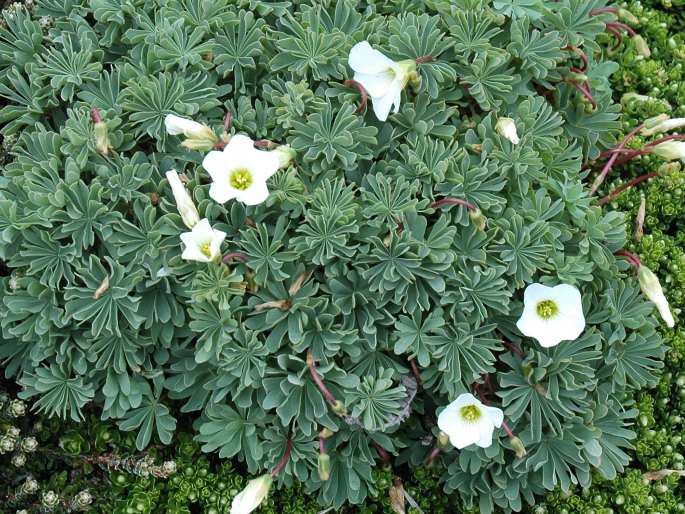 Oxalis enneaphylla