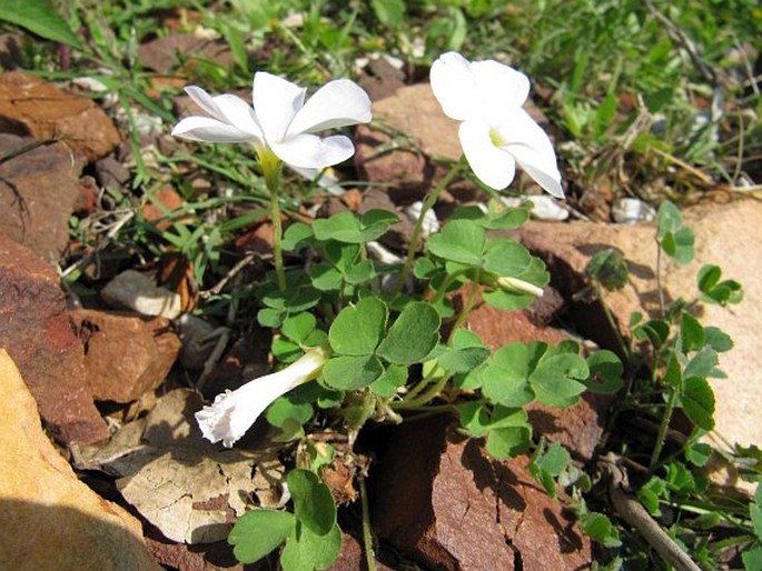 Oxalis imbricata