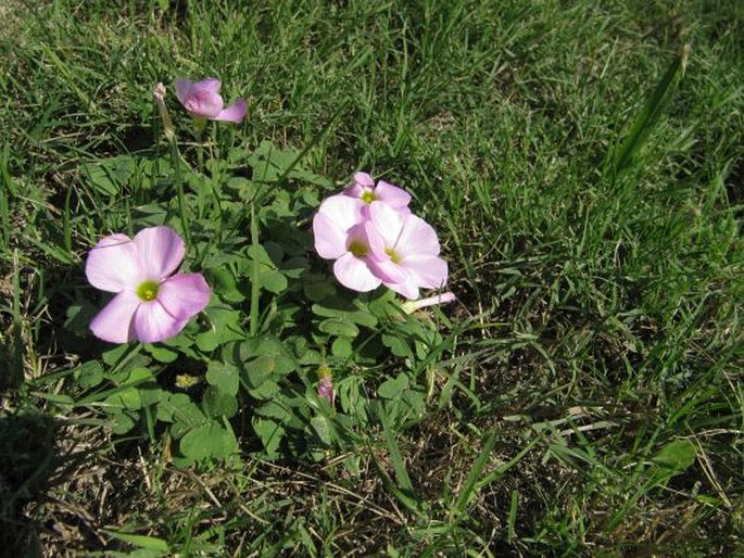 Oxalis imbricata