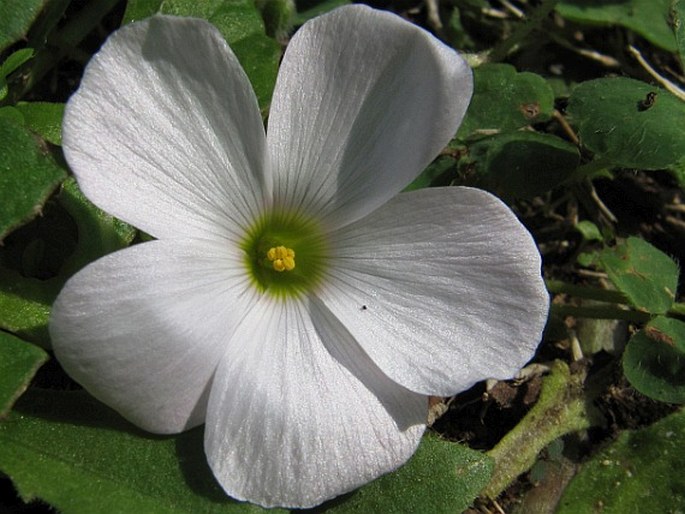 Oxalis imbricata