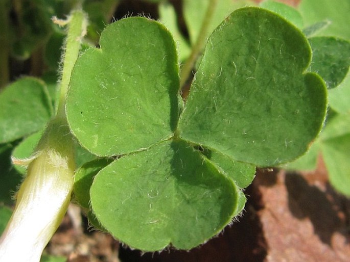 Oxalis imbricata