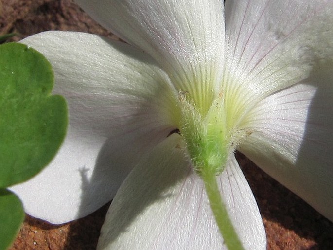 Oxalis imbricata