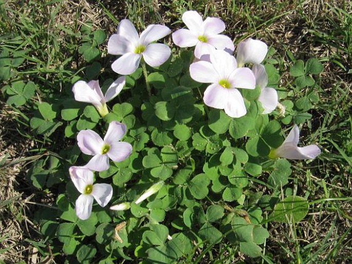 Oxalis imbricata