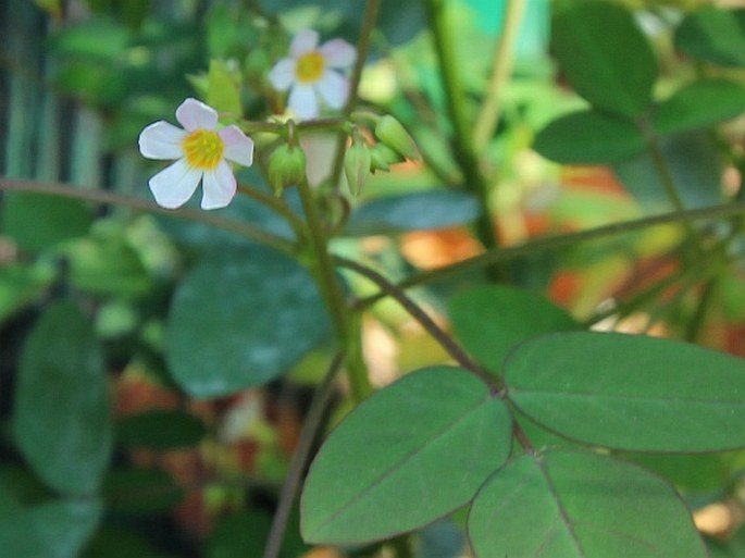 Oxalis barrelieri