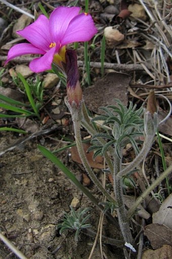 Oxalis hirta