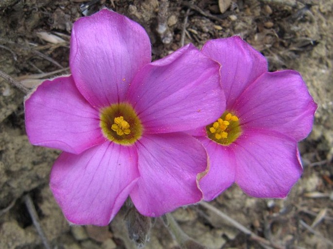 Oxalis hirta